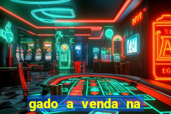 gado a venda na bahia olx